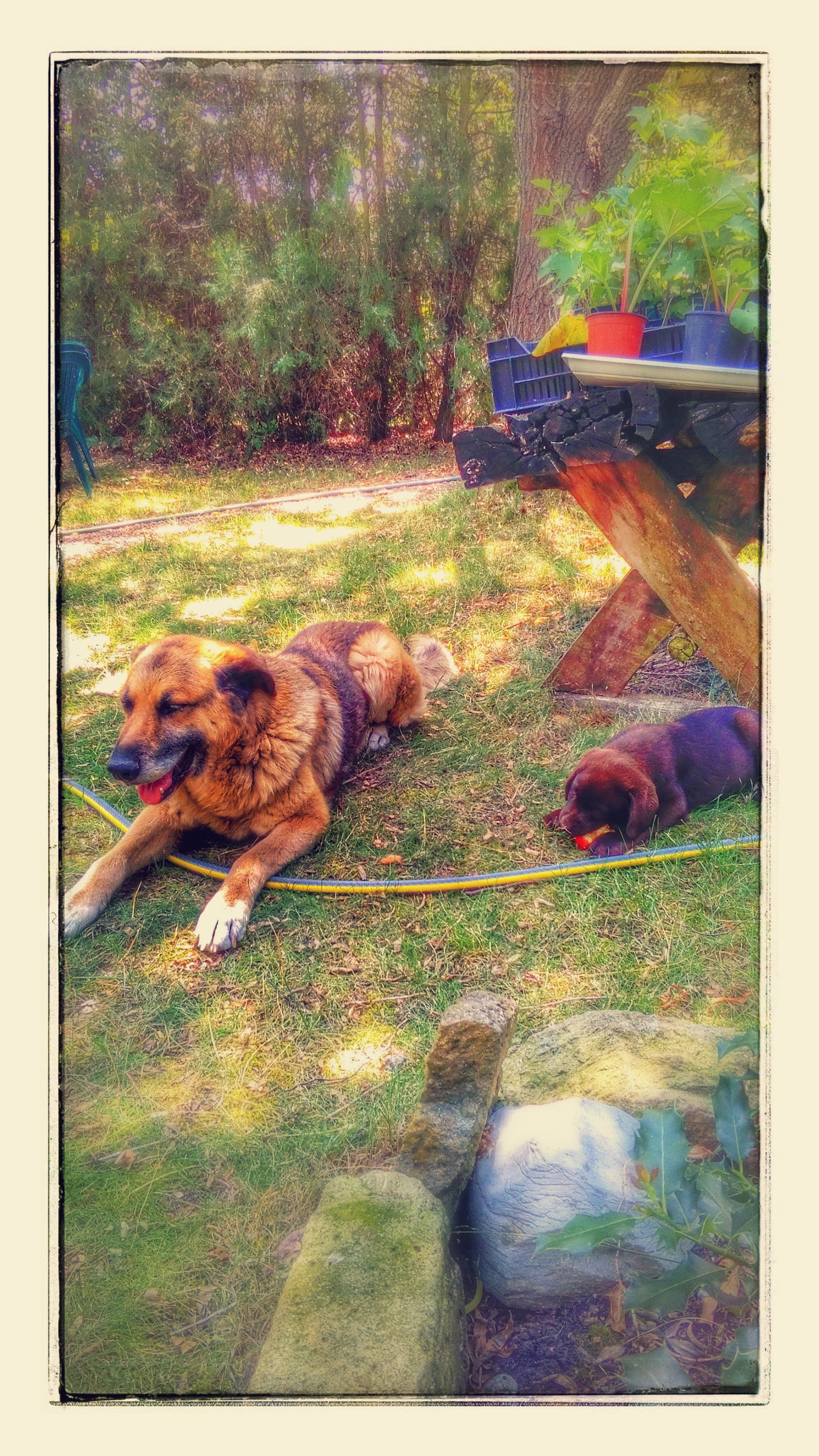 Agria Wonderland kennel bemutatkozás